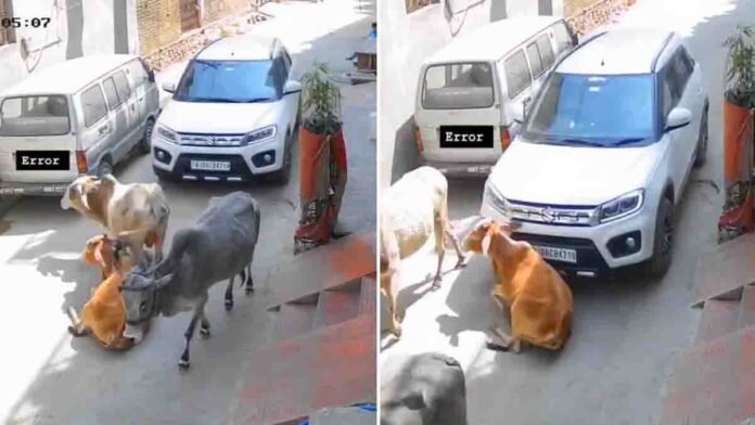 Cow run over by car on road in Rajasthan viral video incident