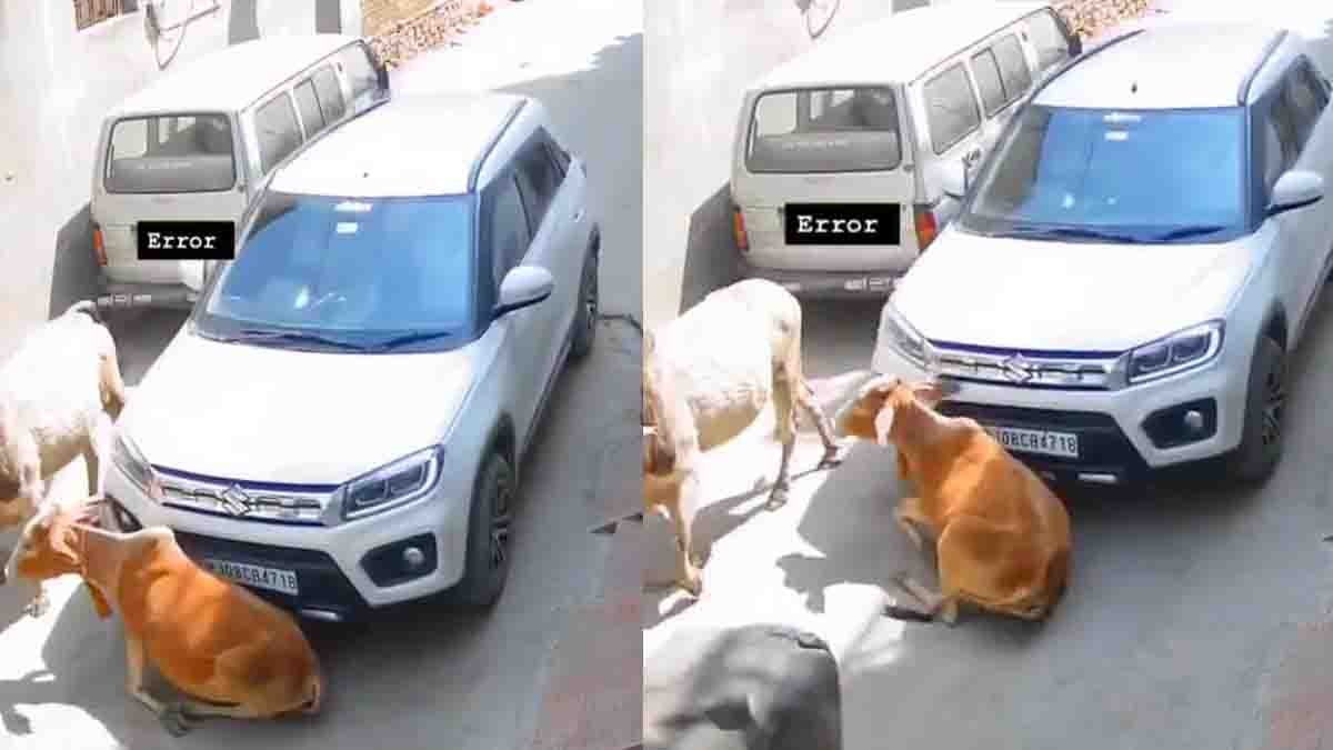 Cow run over by car on road in Rajasthan viral video incident