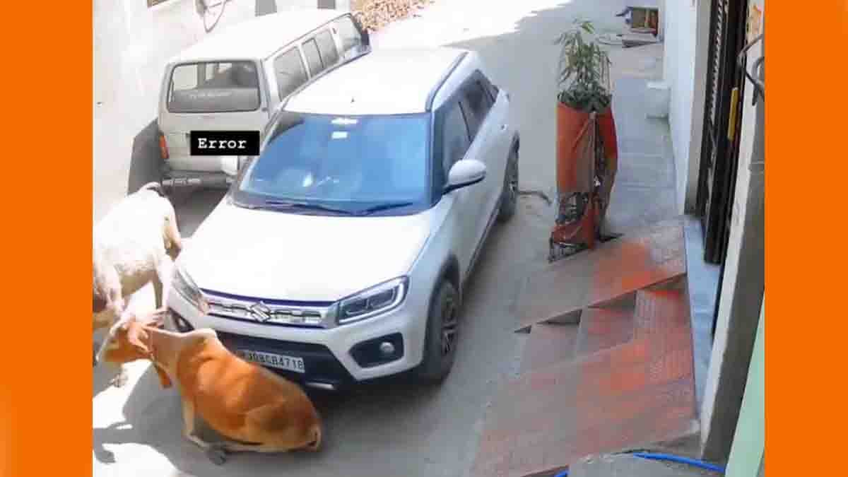 Cow run over by car on road in Rajasthan viral video incident
