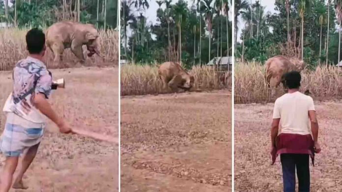 Elephant Brutal Attack captured in shocking viral video showing a furious elephant attacking a man
