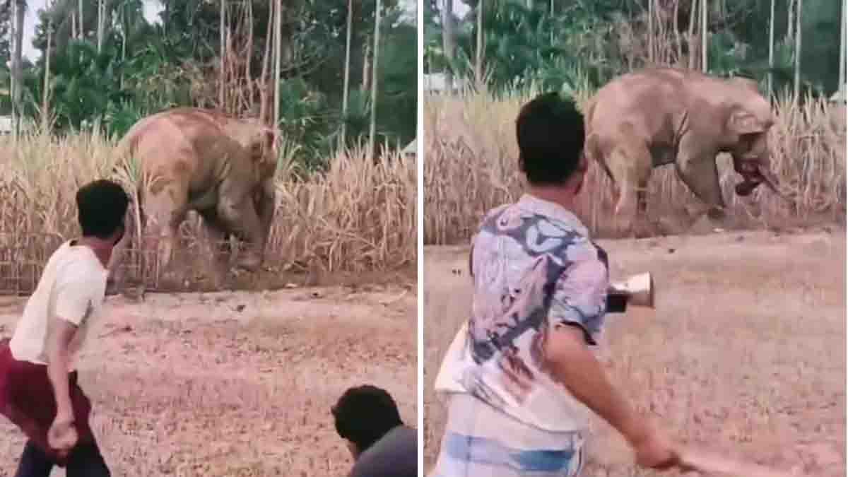 Elephant Brutal Attack : ವ್ಯಕ್ತಿಯನ್ನು ಚೆಂಡಿನಂತೆ ಗಾಳಿಯಲ್ಲಿ ಎಸೆದು, ಕಾಲಿನಿಂದ ತುಳಿದು ಕೊಂದ ಆನೆ: ಮೈ ನಡುಗಿಸುವ ವಿಡಿಯೋ ವೈರಲ್! 1 Elephant Brutal Attack captured in shocking viral video showing a furious elephant attacking a man