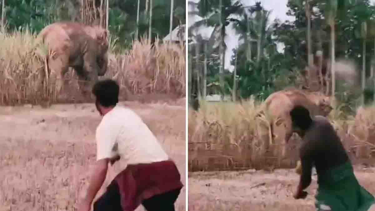 Elephant Brutal Attack : ವ್ಯಕ್ತಿಯನ್ನು ಚೆಂಡಿನಂತೆ ಗಾಳಿಯಲ್ಲಿ ಎಸೆದು, ಕಾಲಿನಿಂದ ತುಳಿದು ಕೊಂದ ಆನೆ: ಮೈ ನಡುಗಿಸುವ ವಿಡಿಯೋ ವೈರಲ್! 2 Elephant Brutal Attack captured in shocking viral video showing a furious elephant attacking a man