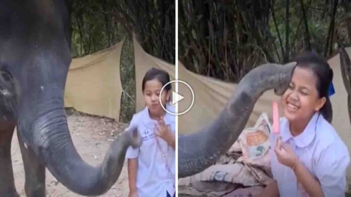 The Elephant Ice Cream Viral Video shows a touching moment where a little girl feeds ice cream to a gentle elephant.