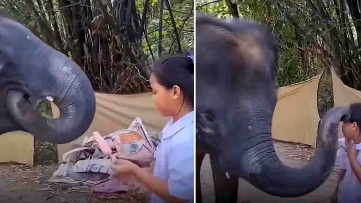 The Elephant Ice Cream Viral Video shows a touching moment where a little girl feeds ice cream to a gentle elephant.