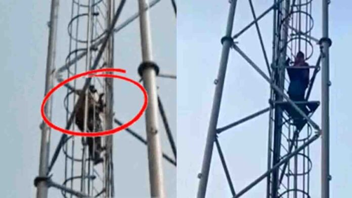 Girl climbs cell tower in Bihar protesting for boyfriend release as villagers gather below