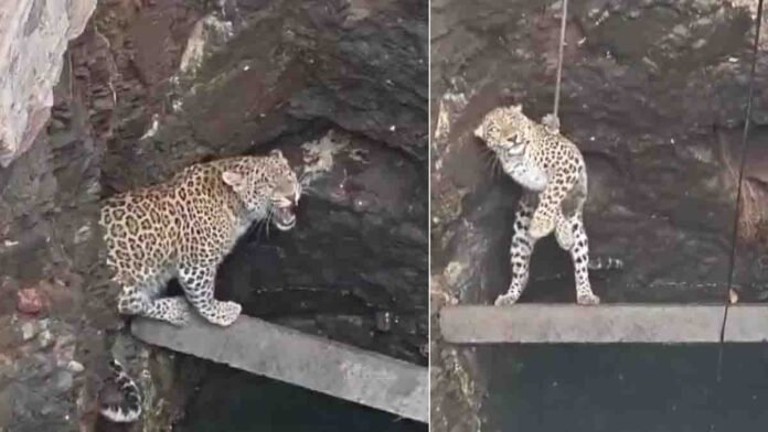 Leopard rescue by forest officials after falling into open well in Gujarat village