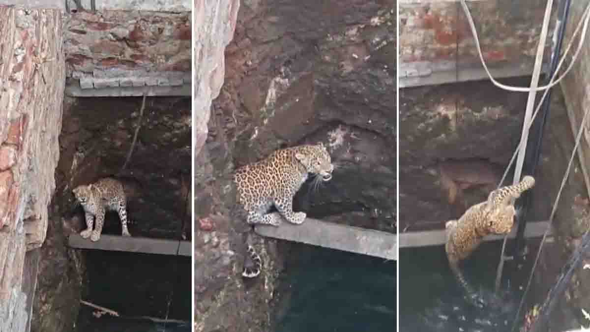 Leopard Rescue : ಬಾವಿಗೆ ಬಿದ್ದ ಚಿರತೆಯ ರಕ್ಷಣೆ: ಗುಜರಾತ್ನ ಭಾವನಗರದಲ್ಲಿ ಅರಣ್ಯ ಇಲಾಖೆಯಿಂದ ಸಾಹಸಮಯ ಕಾರ್ಯಾಚರಣೆ! 1 Leopard rescue by forest officials after falling into open well in Gujarat village