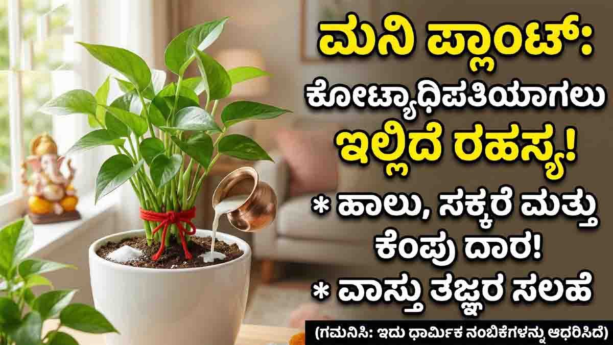 Money Plant : ಮನಿ ಪ್ಲಾಂಟ್ ಬಗ್ಗೆ ನಿಮಗಿದು ಗೊತ್ತೇ? ಈ ಒಂದು ಸಣ್ಣ ಕೆಲಸ ಮಾಡಿದರೆ ನಿಮ್ಮ ಅದೃಷ್ಟವೇ ಬದಲಾಗಬಹುದು! 1 Money Plant placed in north direction with red thread and white pot for prosperity as per Vastu