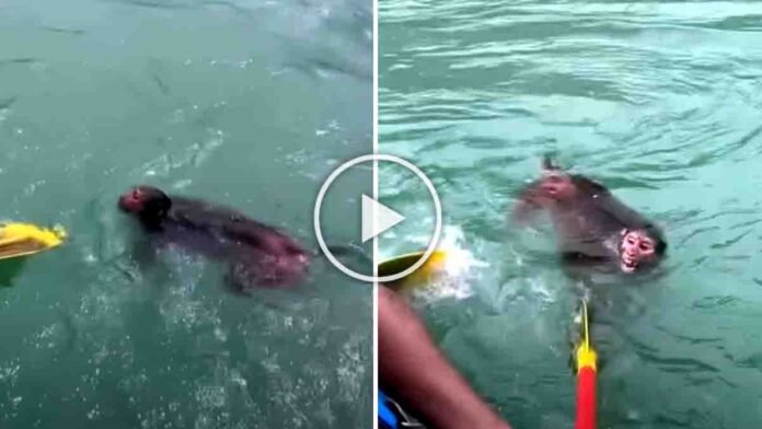 Monkey rescue in Rishikesh as rafting team saves monkey from Ganga River currents