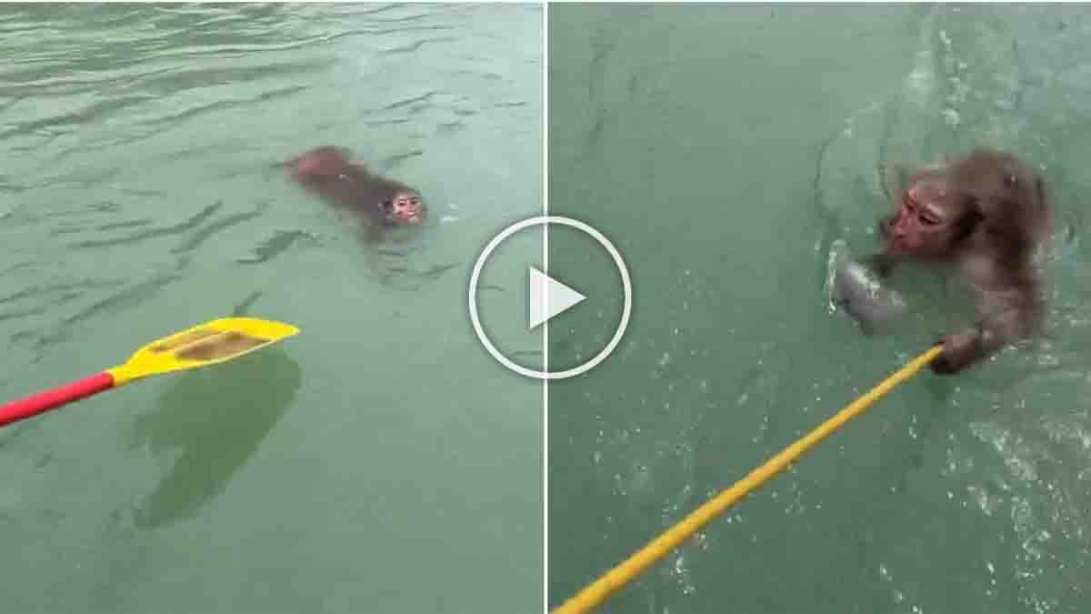 Monkey Rescue Rishikesh : ಗಂಗಾ ನದಿಯಲ್ಲಿ ಕೊಚ್ಚಿ ಹೋಗುತ್ತಿದ್ದ ಕೋತಿಯನ್ನು ರಕ್ಷಿಸಿದ ಸಾಹಸಿಗಳು! ವೈರಲ್ ವಿಡಿಯೋ ಇಲ್ಲಿದೆ 2 Monkey rescue in Rishikesh as rafting team saves monkey from Ganga River currents