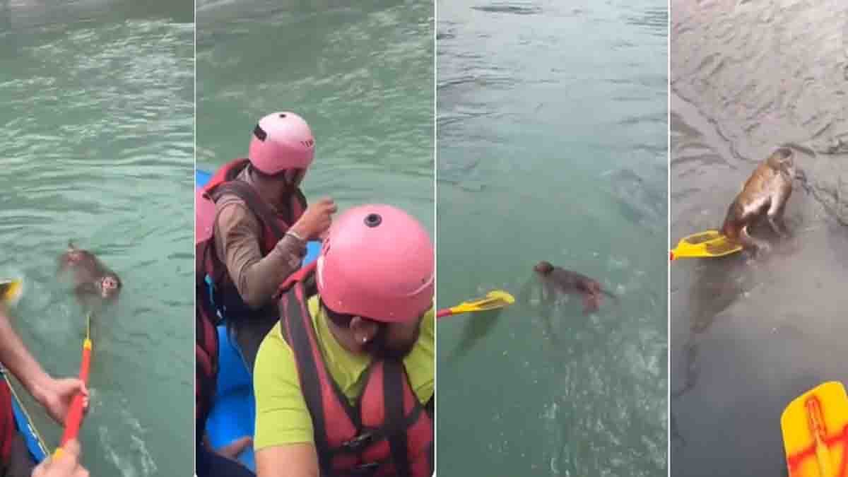 Monkey Rescue Rishikesh : ಗಂಗಾ ನದಿಯಲ್ಲಿ ಕೊಚ್ಚಿ ಹೋಗುತ್ತಿದ್ದ ಕೋತಿಯನ್ನು ರಕ್ಷಿಸಿದ ಸಾಹಸಿಗಳು! ವೈರಲ್ ವಿಡಿಯೋ ಇಲ್ಲಿದೆ 1 Monkey rescue in Rishikesh as rafting team saves monkey from Ganga River currents