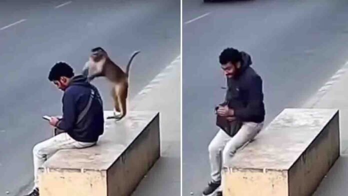 Monkey video shows monkey jumping on man’s head seconds before speeding vehicle crashes at same spot