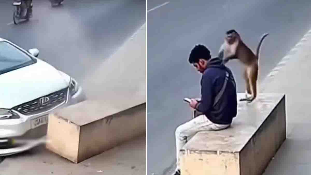Monkey Video : ಸಾಕ್ಷಾತ್ ಆಂಜನೇಯನೇ ಬಂದು ಕಾಪಾಡಿದನೇ? ಯುವಕನ ಪ್ರಾಣ ಉಳಿಸಿದ ವಾನರನ ಸಮಯಪ್ರಜ್ಞೆ! 2 Monkey video shows monkey jumping on man’s head seconds before speeding vehicle crashes at same spot