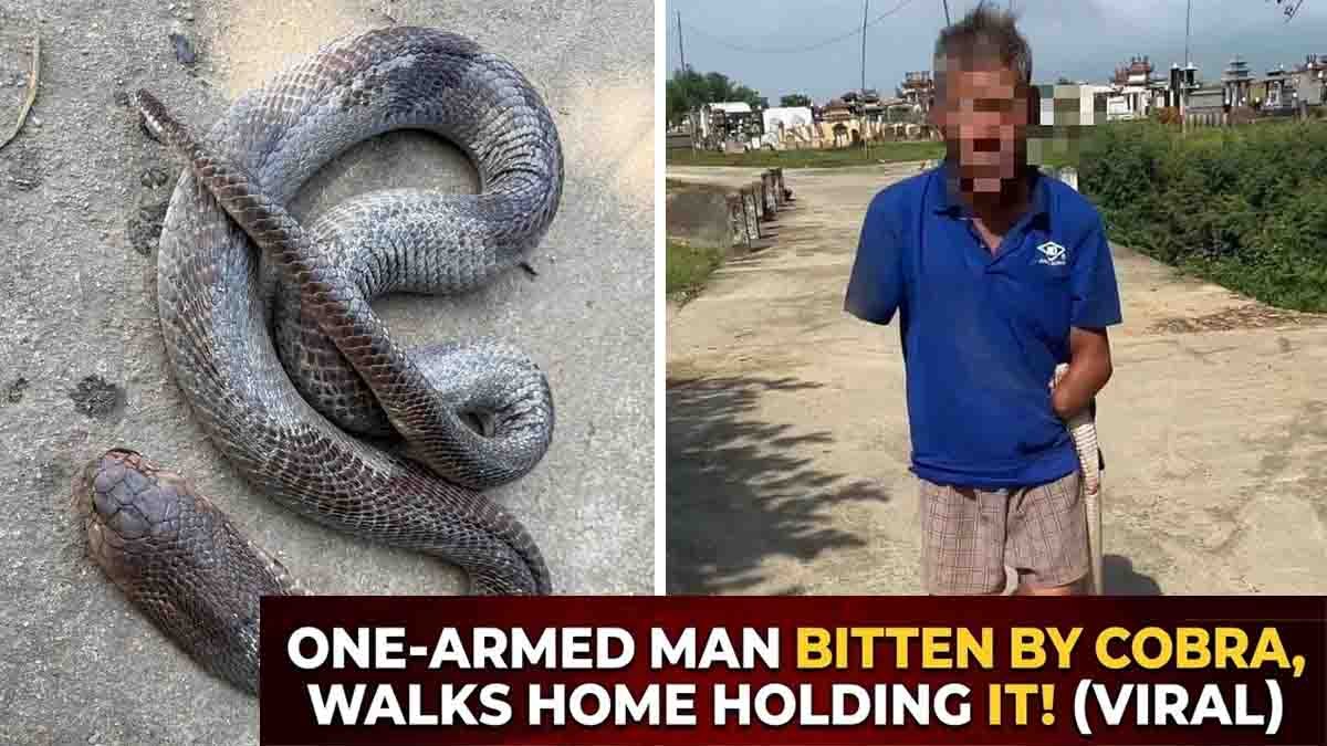 Vietnam snake bite video showing 79-year-old man holding cobra after being bitten