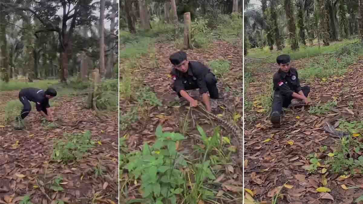 Snake attack viral video youth provoking giant snake in forest nearly bitten