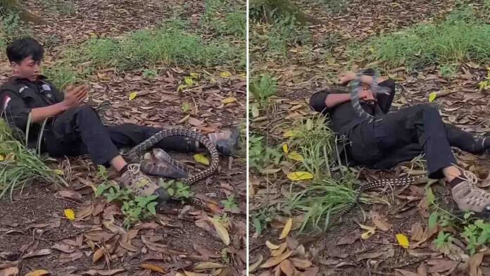 Snake attack viral video youth provoking giant snake in forest nearly bitten
