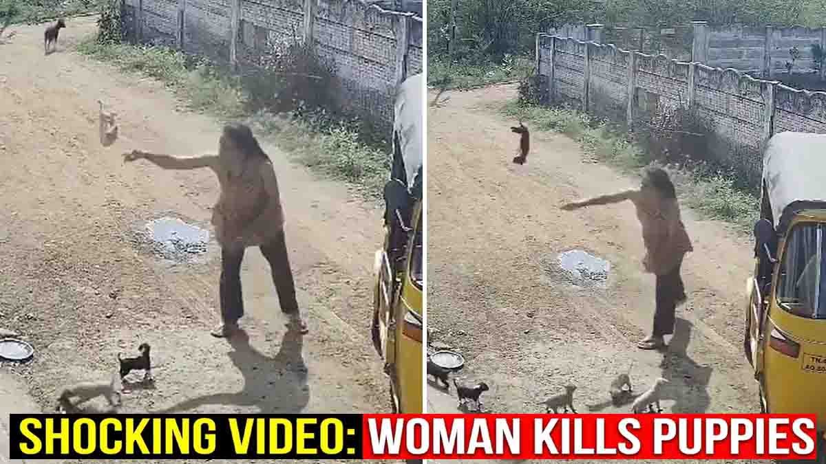 Tamil Nadu woman caught on CCTV killing puppies after neighbour dispute, viral cruelty incident
