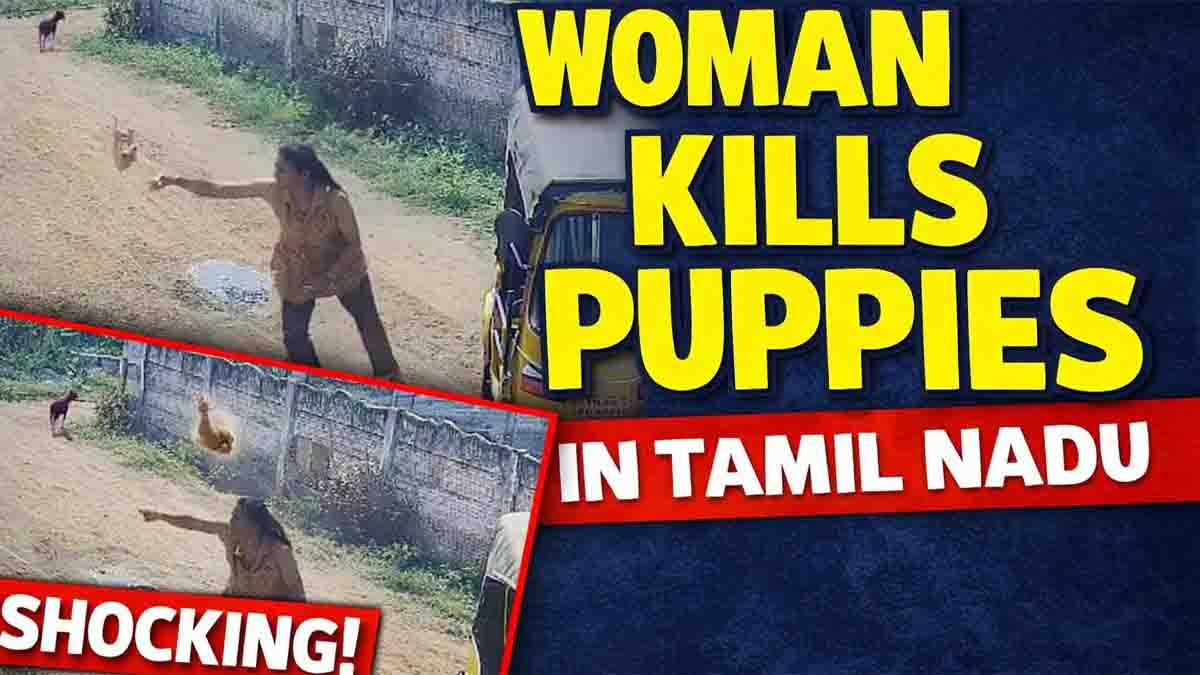 Tamil Nadu woman caught on CCTV killing puppies after neighbour dispute, viral cruelty incident
