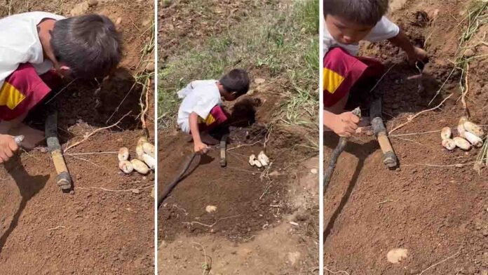 Cobra viral video showing a young boy holding a venomous cobra and removing snake eggs from its hole