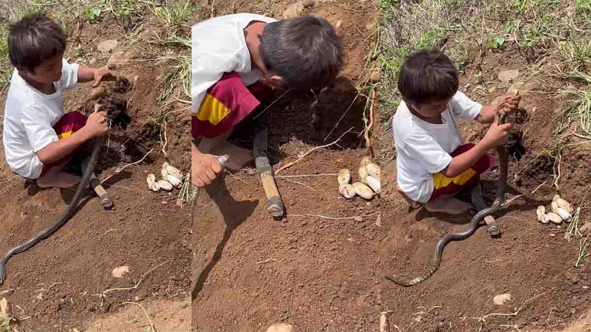 Cobra viral video showing a young boy holding a venomous cobra and removing snake eggs from its hole