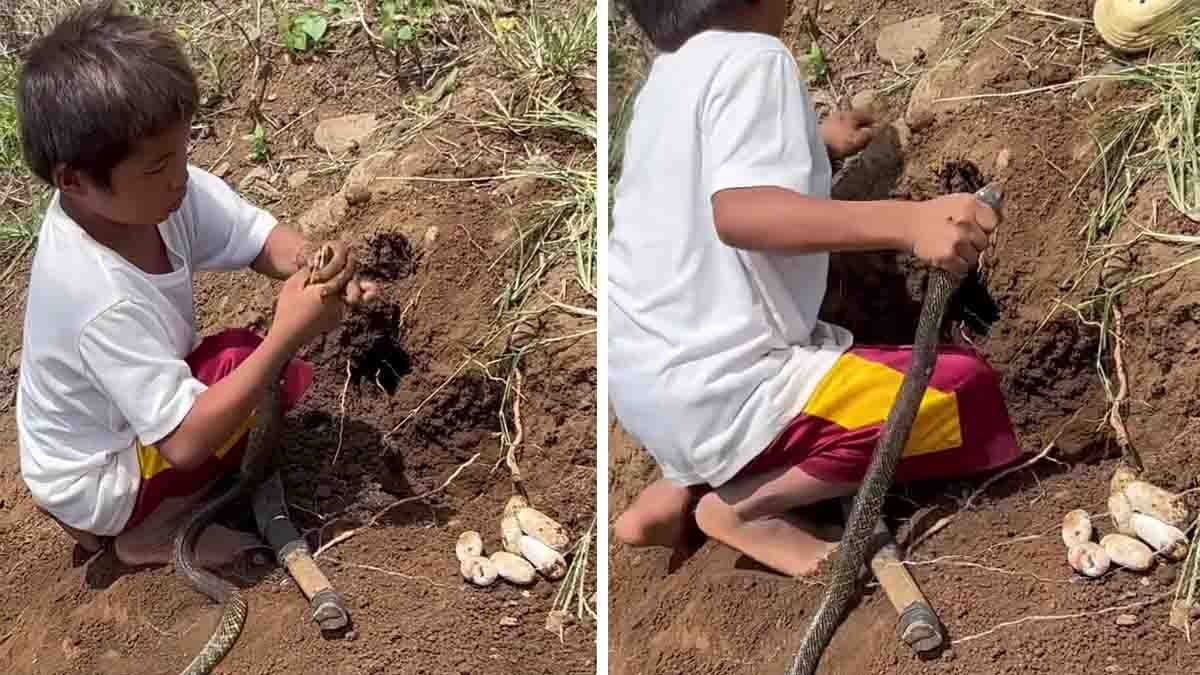 Cobra viral video showing a young boy holding a venomous cobra and removing snake eggs from its hole