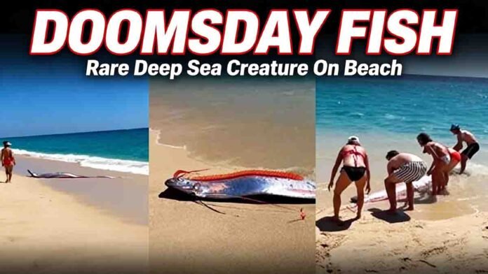 Rare Doomsday Fish (Oarfish) seen near the shore at Cabo San Lucas beach in Mexico.