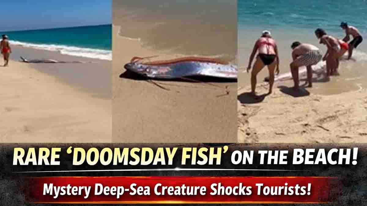 Rare Doomsday Fish (Oarfish) seen near the shore at Cabo San Lucas beach in Mexico.