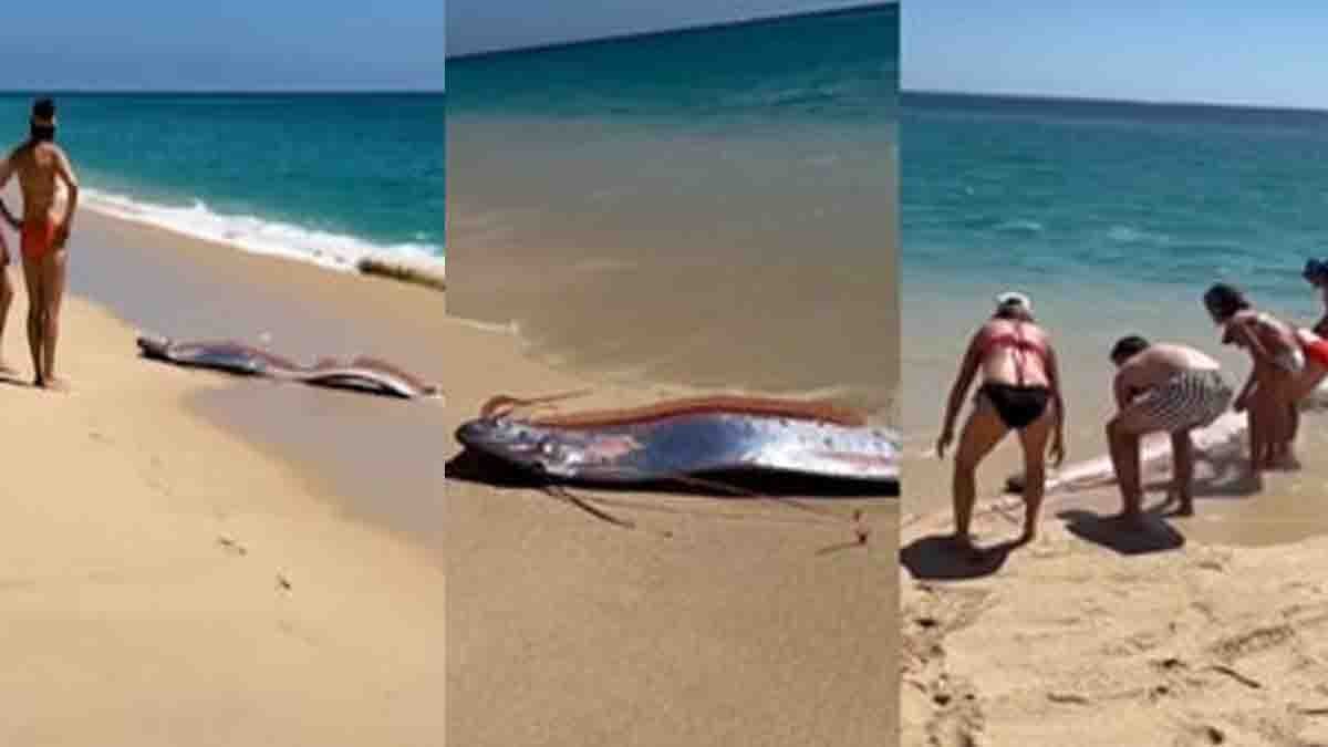 Rare Doomsday Fish (Oarfish) seen near the shore at Cabo San Lucas beach in Mexico.