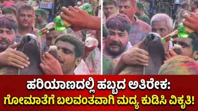 Cow forced to drink alcohol during Holi in Haryana viral video
