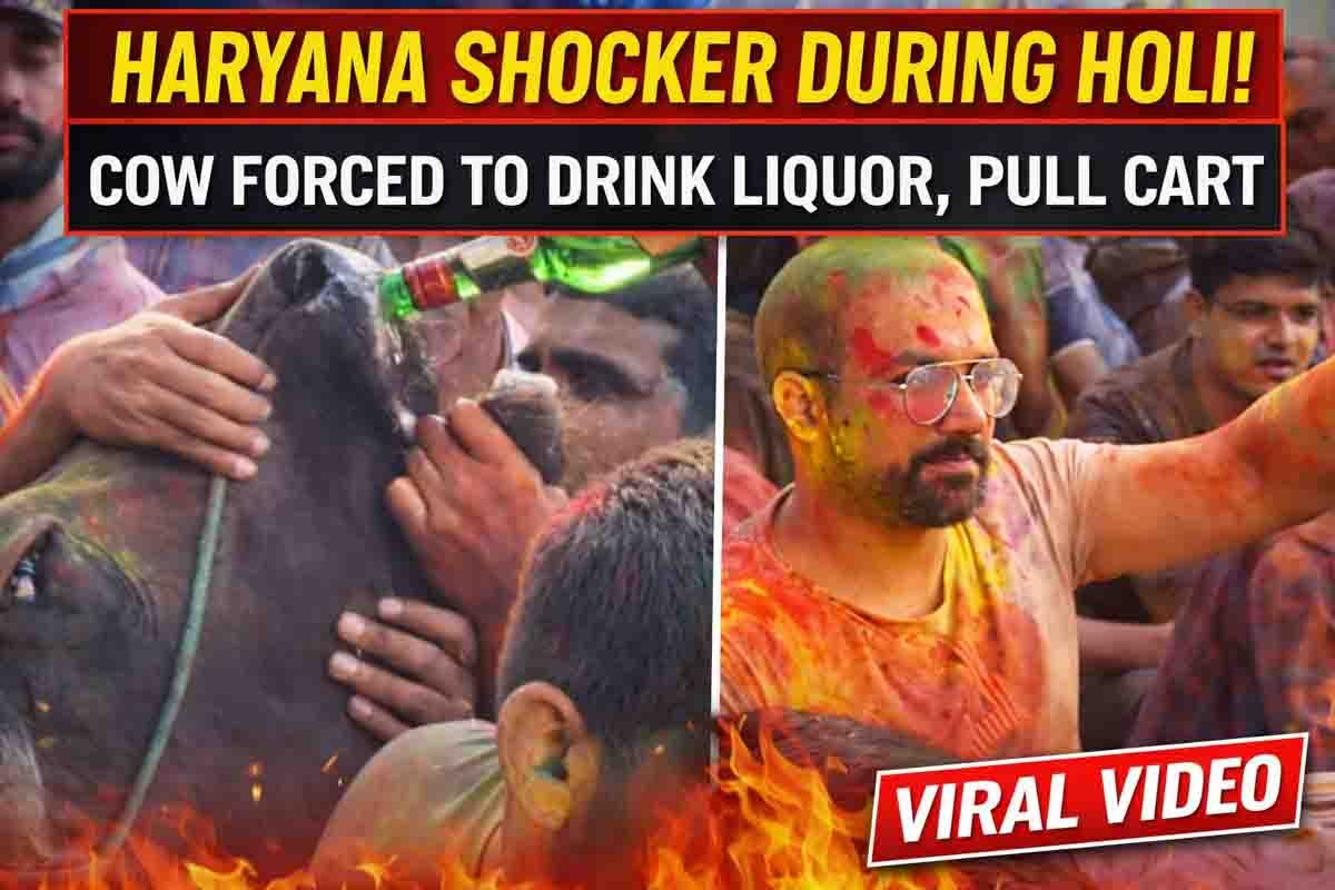 Haryana Holi Video : ಹರಿಯಾಣದಲ್ಲಿ ಮನುಷ್ಯತ್ವ ಮರೆತ ಮದ್ಯವ್ಯಸನಿಗಳು: ಗೋಮಾತೆಗೆ ಬಲವಂತವಾಗಿ ಮದ್ಯ ಕುಡಿಸಿ ವಿಕೃತಿ! 2 Cow forced to drink alcohol during Holi in Haryana viral video