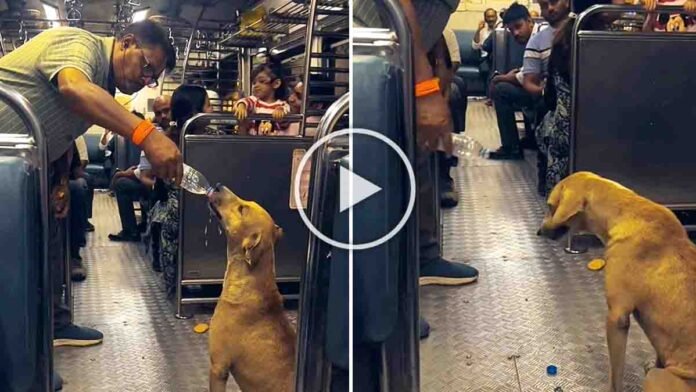 Heartwarming video showing a man giving water to a thirsty stray dog inside a crowded Mumbai local train