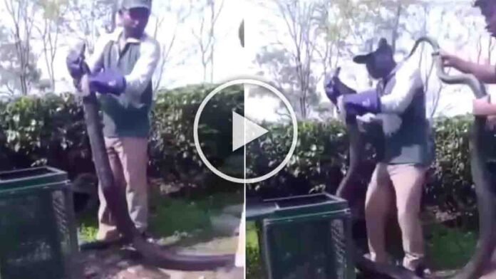 Forest department staff performing a king cobra rescue while safely capturing a giant venomous snake