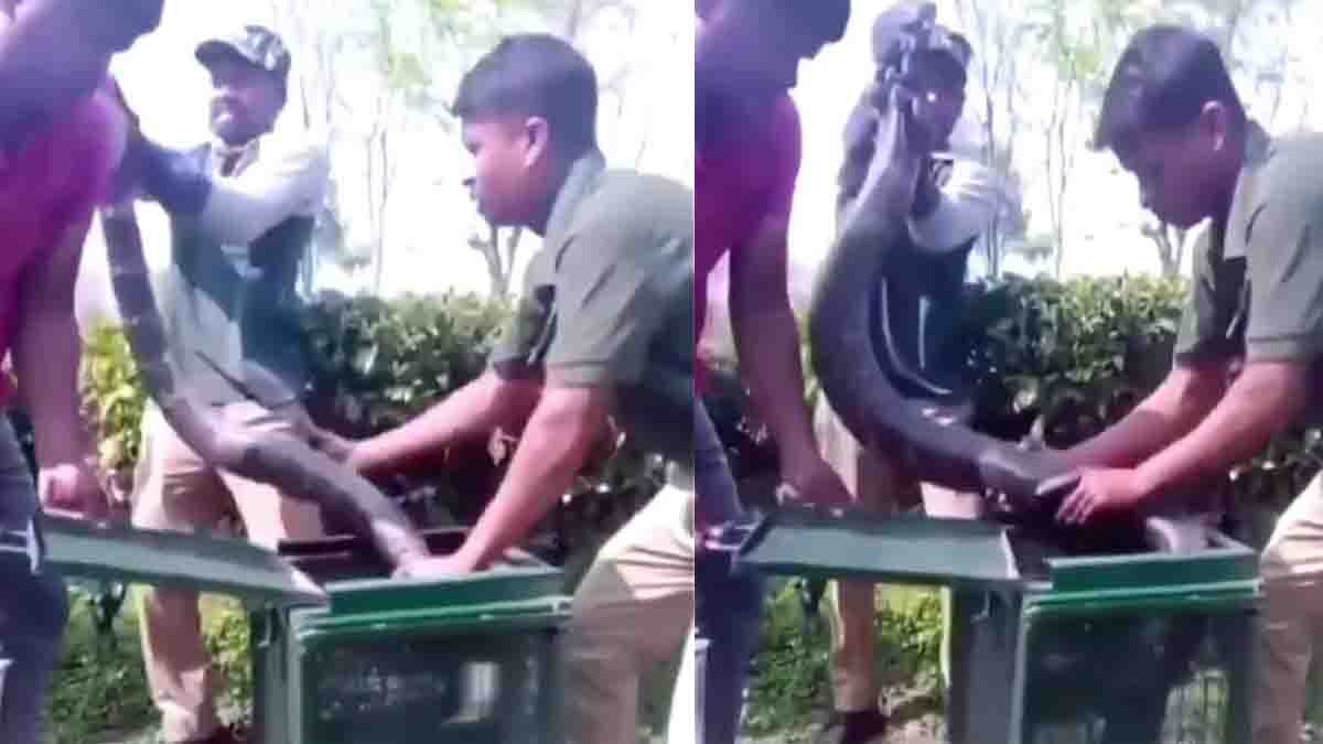 Forest department staff performing a king cobra rescue while safely capturing a giant venomous snake