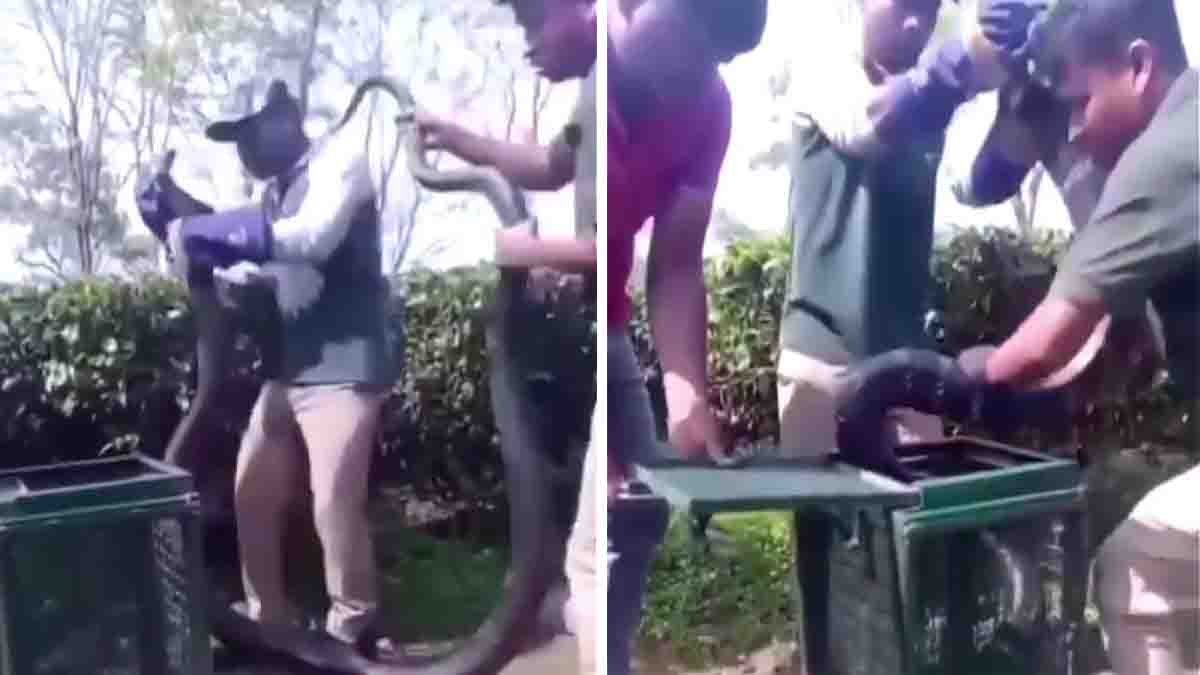 Forest department staff performing a king cobra rescue while safely capturing a giant venomous snake