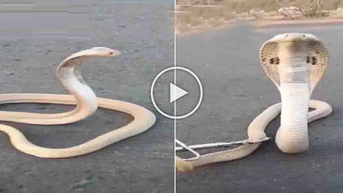 Rare White Cobra crossing road in Telangana village viral video