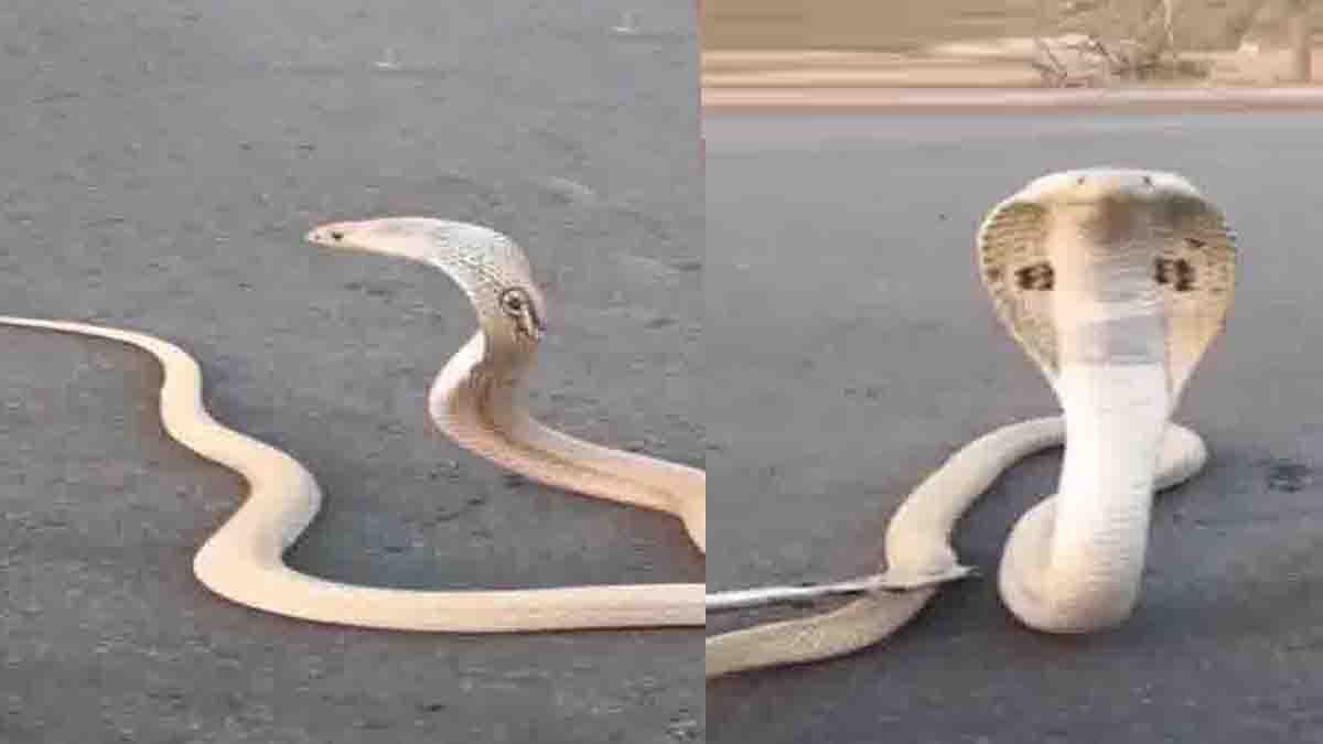Rare White Cobra crossing road in Telangana village viral video