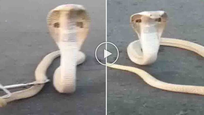 Rare White Cobra crossing road in Telangana village viral video