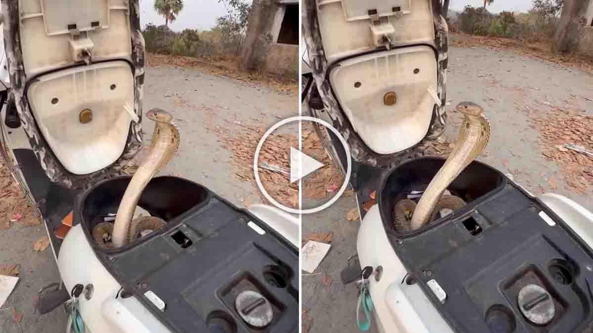 Snake in scooter storage compartment cobra hiding inside parked scooter during summer