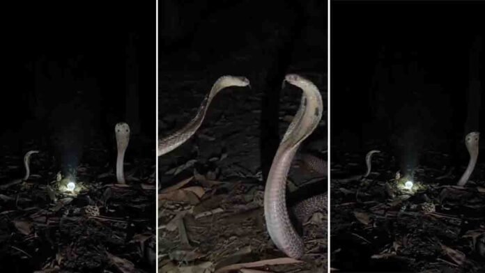 snake video showing two cobras entwined during mating near glowing object