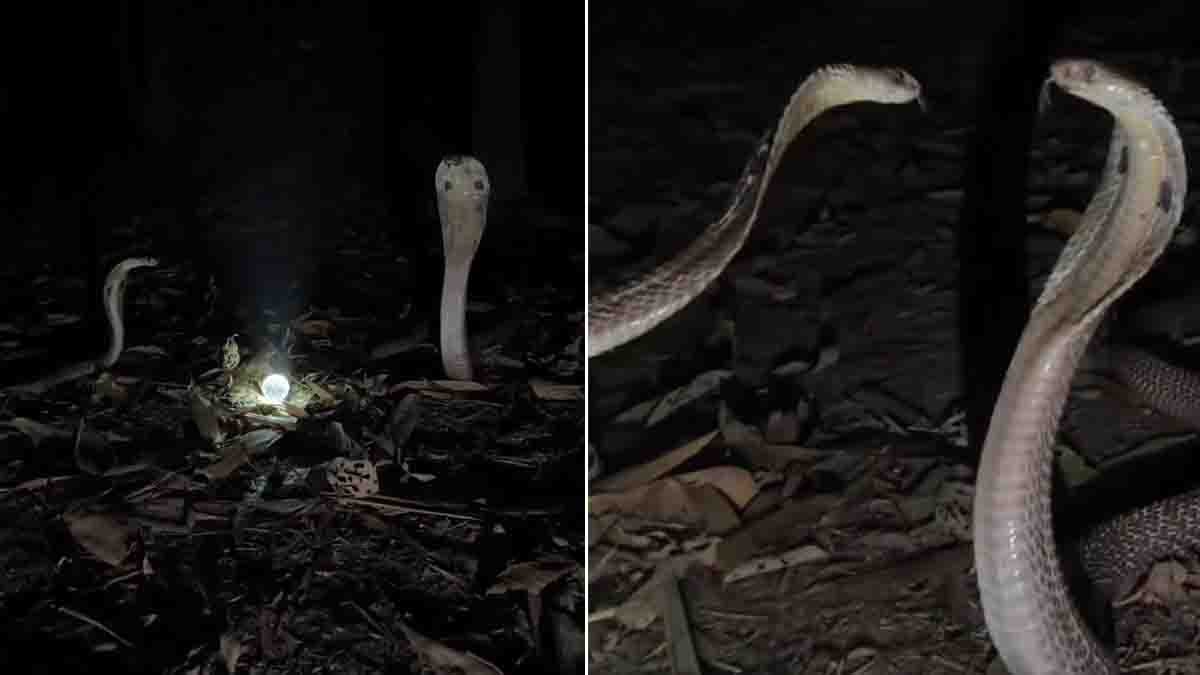 snake video showing two cobras entwined during mating near glowing object