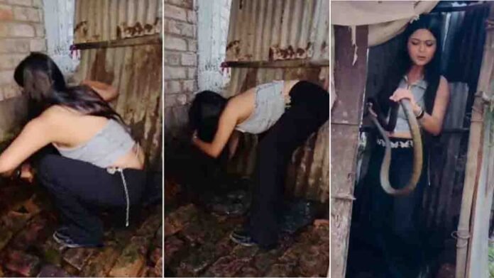 Snake Viral Video shows a fearless young woman confidently catching and playing with a large snake.