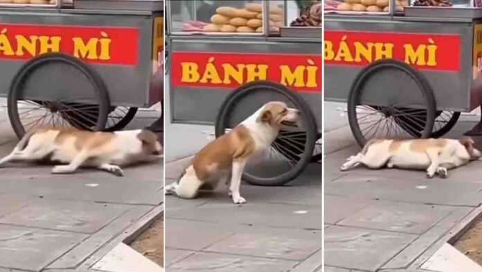 Street dog pretending to be injured near a food stall to get food in viral video