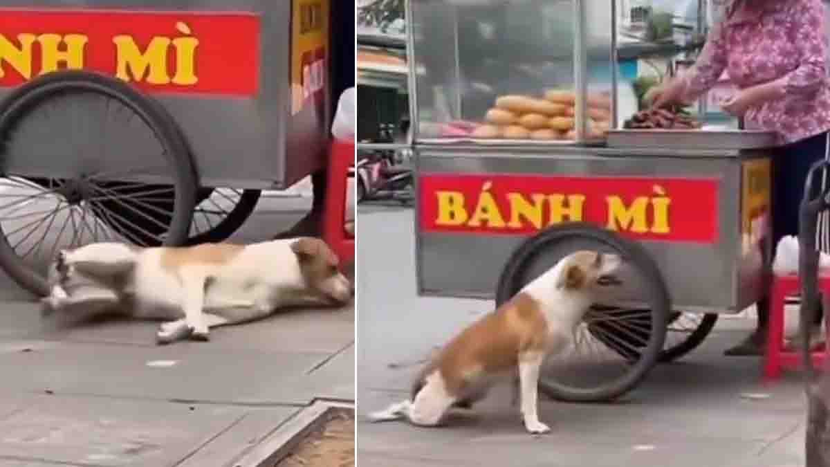 Street dog pretending to be injured near a food stall to get food in viral video