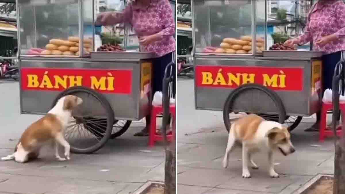 Street dog pretending to be injured near a food stall to get food in viral video