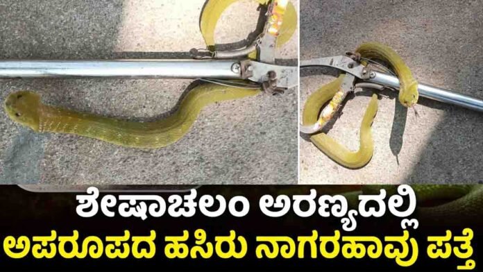 Tirumala green cobra spotted near Tirupati temple forest area rescued by forest department