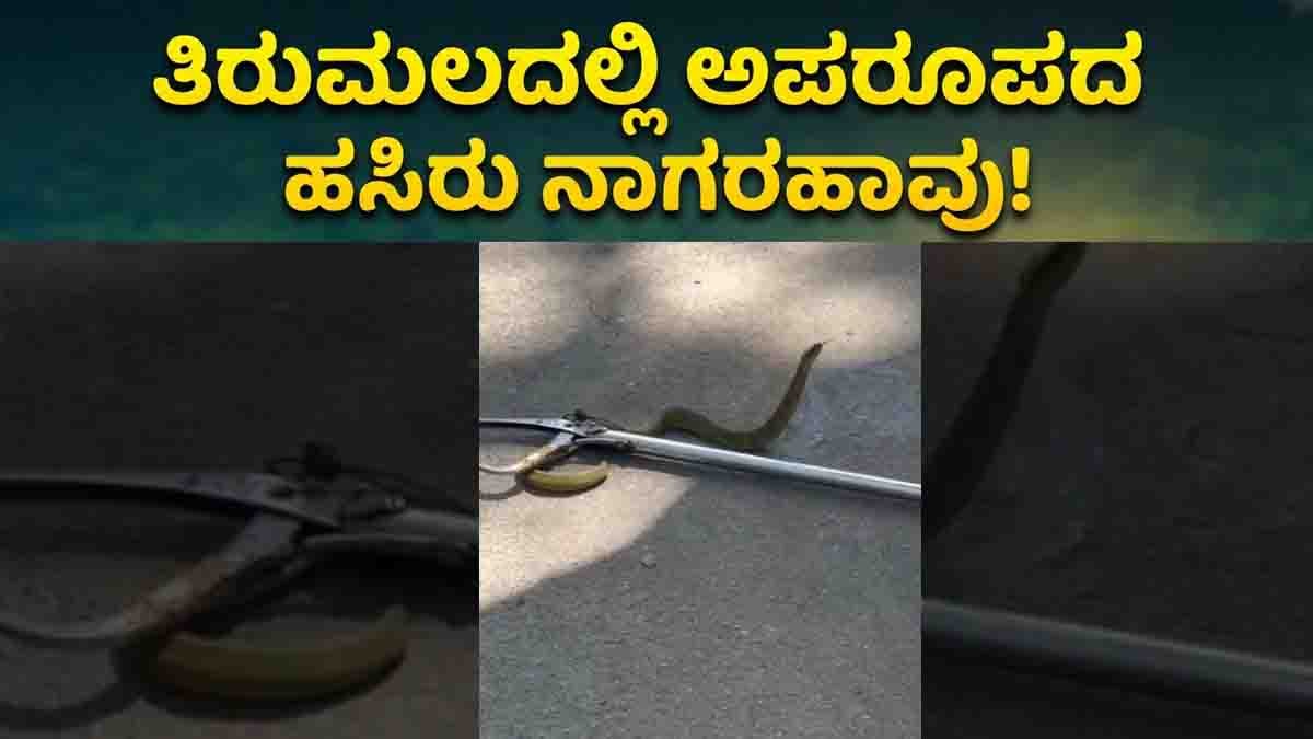 Tirumala green cobra spotted near Tirupati temple forest area rescued by forest department