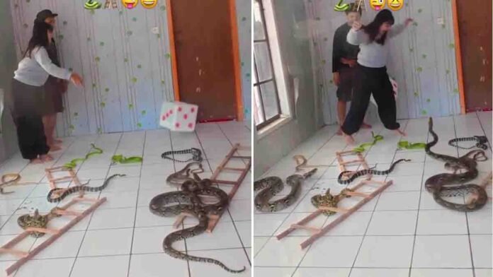 A viral snake game video shows a woman playing with real snakes, sparking safety concerns online.