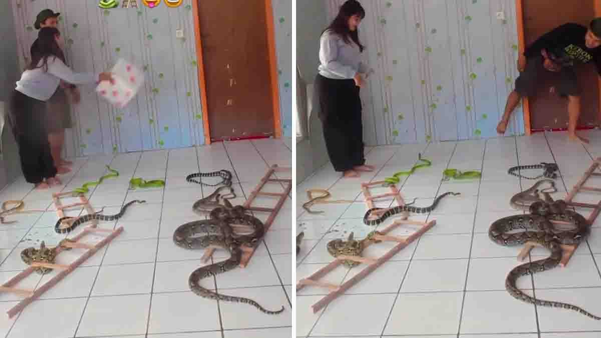 A viral snake game video shows a woman playing with real snakes, sparking safety concerns online.