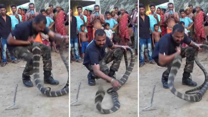 Giant King Cobra 15 feet long on road rescued by snake expert in India viral video