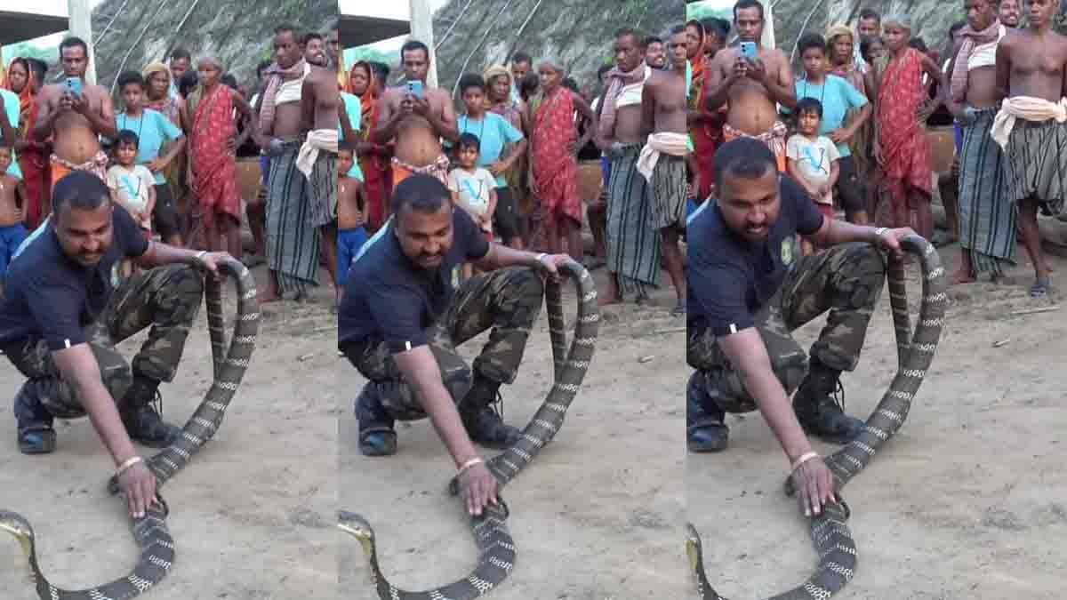 Giant King Cobra 15 feet long on road rescued by snake expert in India viral video